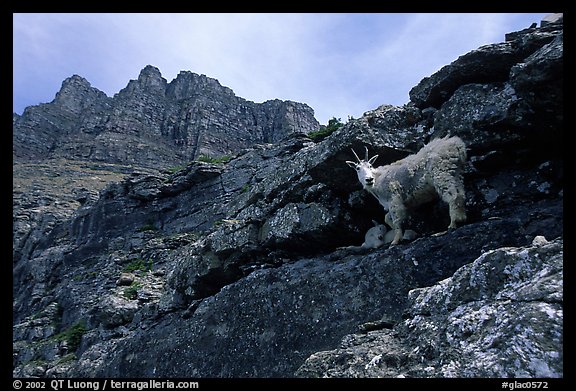 Mountain goat and Garden wall near Logan pass. Glacier National Park, Montana, USA.