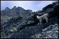 Mountain goat and Garden wall near Logan pass. Glacier National Park, Montana, USA. (color)