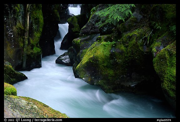 Avalanche creek. Glacier National Park (color)