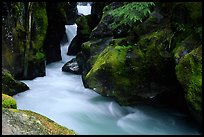 Avalanche creek. Glacier National Park, Montana, USA.