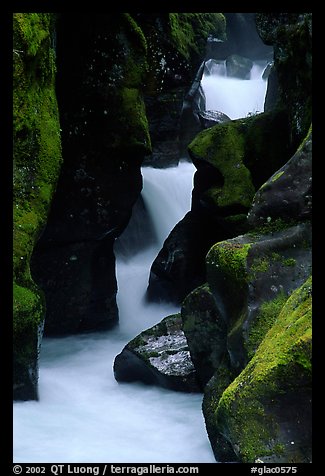 Stream cascading in narrow gorge, Avalanche creek. Glacier National Park, Montana, USA.