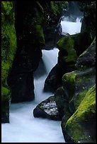 Stream cascading in narrow gorge, Avalanche creek. Glacier National Park, Montana, USA. (color)