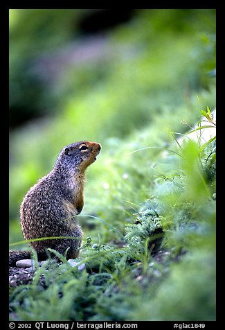 Ground squirrel. Glacier National Park (color)