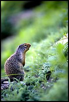 Ground squirrel. Glacier National Park, Montana, USA.