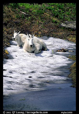 Mountain goats cool off on a neve at Logan Pass. Glacier National Park, Montana, USA.