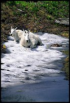 Mountain goats cool off on a neve at Logan Pass. Glacier National Park ( color)
