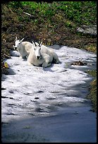 Mountain goats cool off on a neve at Logan Pass. Glacier National Park, Montana, USA. (color)