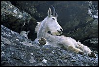 Mountain goat on a rocky ledge. Glacier National Park ( color)