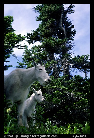 Mountain goat and kid in forest. Glacier National Park, Montana, USA.