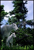 Mountain goat and kid in forest. Glacier National Park, Montana, USA.