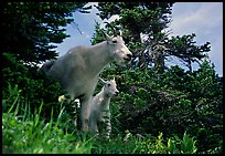 Two mountain goats in forest. Glacier National Park, Montana, USA.