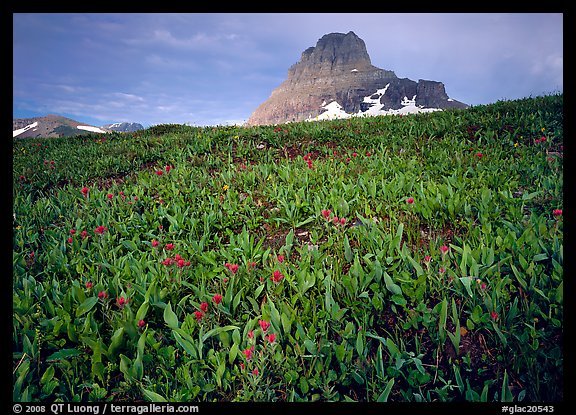 Alpine meadow, wildflowers, and Clemens Mountain. Glacier National Park (color)