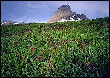 Alpine meadow, wildflowers, and Clemens Mountain. Glacier National Park, Montana, USA.