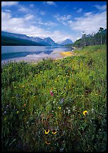 Wildflowers and Sherburne Lake, morning. Glacier National Park, Montana, USA.