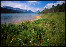 Wildflowers on shore of Sherburne Lake. Glacier National Park, Montana, USA.