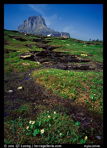 Stream at hanging gardens, Logan pass. Glacier National Park, Montana, USA.