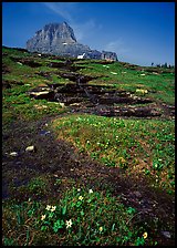 Stream at hanging gardens, Logan pass. Glacier National Park, Montana, USA. (color)