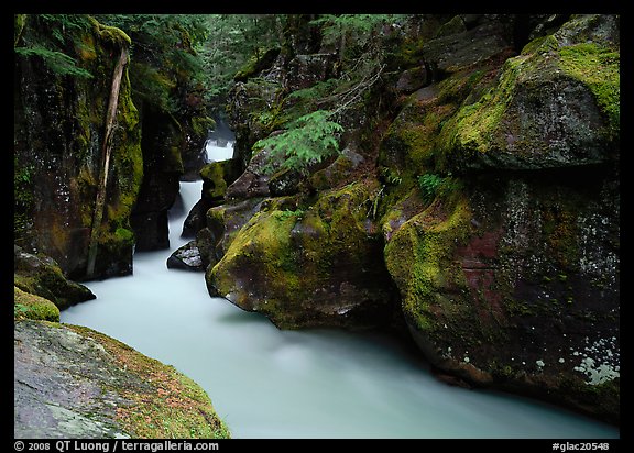 Mossy gorge, Avalanche creek. Glacier National Park, Montana, USA.