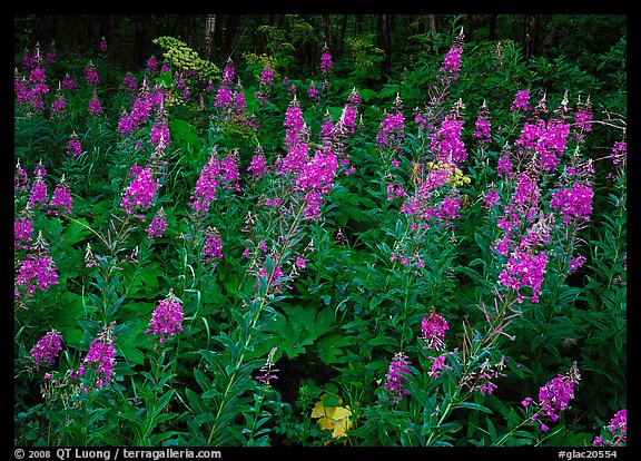 Wildflowers in the forest near St Mary. Glacier National Park (color)