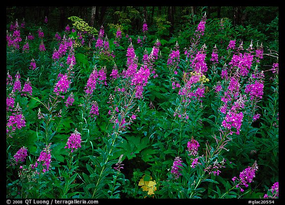 Wildflowers in the forest near St Mary. Glacier National Park, Montana, USA.