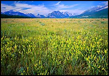 Lewis range seen from the eastern flats, morning. Glacier National Park, Montana, USA. (color)