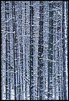 Dense forest with snow in winter. Glacier National Park, Montana, USA.