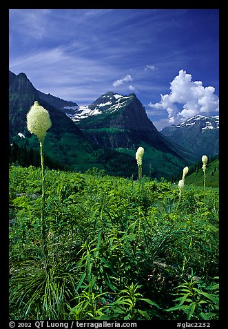 Beargrass, Mount Oberlin, and Cannon Mountain. Glacier National Park, Montana, USA.