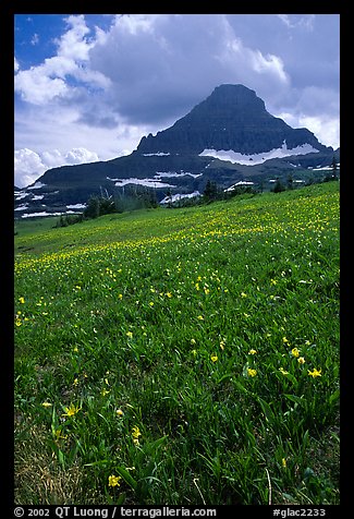 Meadow with wildflower carpet and triangular mountain, Logan pass. Glacier National Park, Montana, USA.