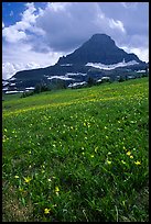 Meadow with wildflower carpet and triangular mountain, Logan pass. Glacier National Park, Montana, USA.