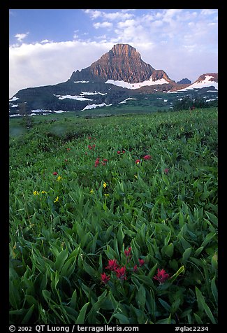 Indian paintbrush and peak, Logan pass. Glacier National Park, Montana, USA.