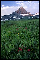 Indian paintbrush and peak, Logan pass. Glacier National Park, Montana, USA. (color)