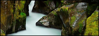 Stream flowing in mossy gorge. Glacier National Park (Panoramic color)