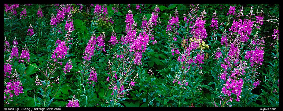 Fireweed. Glacier National Park, Montana, USA.