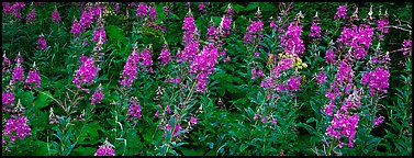 Fireweed. Glacier National Park (Panoramic color)