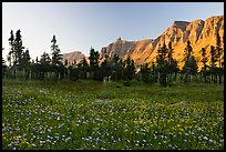 Meadow with wildflowers and Garden Wall at sunset. Glacier National Park, Montana, USA.