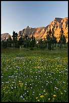 Wildflowers in meadow below the Garden Wall at sunset. Glacier National Park, Montana, USA. (color)