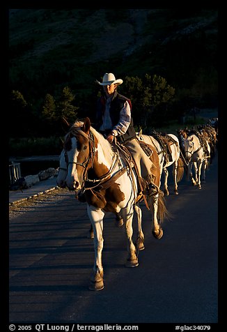 Man leading horse pack, sunrise. Glacier National Park, Montana, USA.