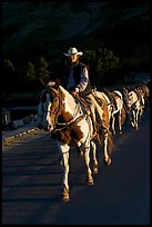 Man leading horse pack, sunrise. Glacier National Park, Montana, USA.