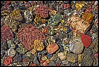 Pebbles and wavelets, Grinnel Lake. Glacier National Park, Montana, USA. (color)