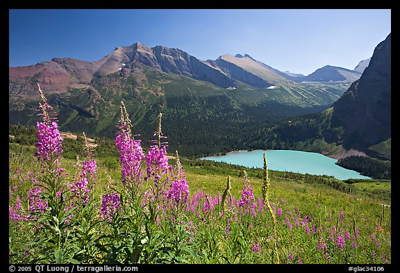 Fireweed and Grinnell Lake. Glacier National Park (color)