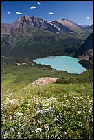 Wildflowers high above Grinnel Lake, with Allen Mountain in the background. Glacier National Park, Montana, USA. (color)