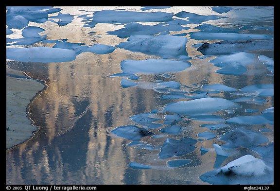 Blue icebergs floating on reflections of rock wall, Upper Grinnel Lake, late afternoon. Glacier National Park, Montana, USA.