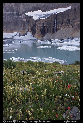 Wildflowers, Upper Grinnell Lake, and Salamander Falls and Glacier. Glacier National Park (color)