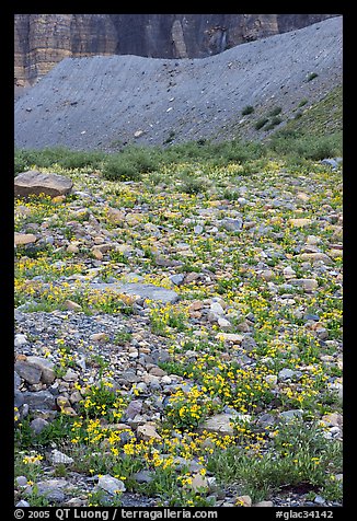 Alpine wildflowers. Glacier National Park (color)