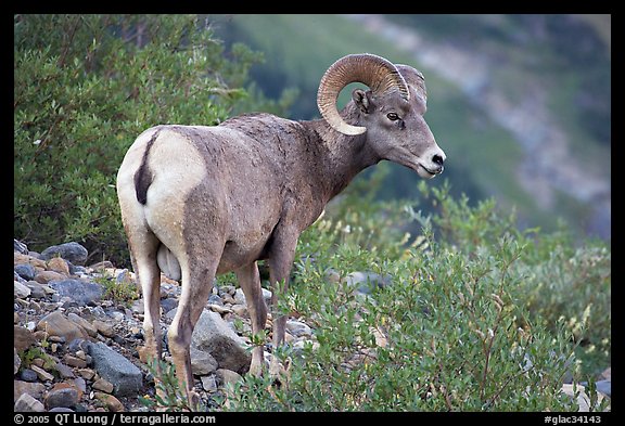 Bighorn sheep. Glacier National Park (color)