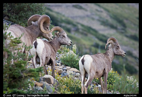 Three Bighorn sheep. Glacier National Park, Montana, USA.
