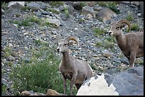 Two bighorn sheep. Glacier National Park, Montana, USA.