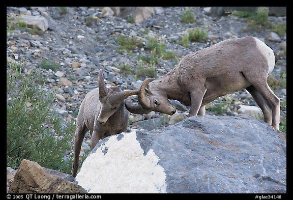 Bighorn sheep fighting. Glacier National Park, Montana, USA.