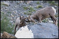 Bighorn sheep fighting. Glacier National Park, Montana, USA. (color)