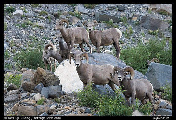 Group of bighorn sheep. Glacier National Park (color)